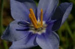 Prairie pleatleaf